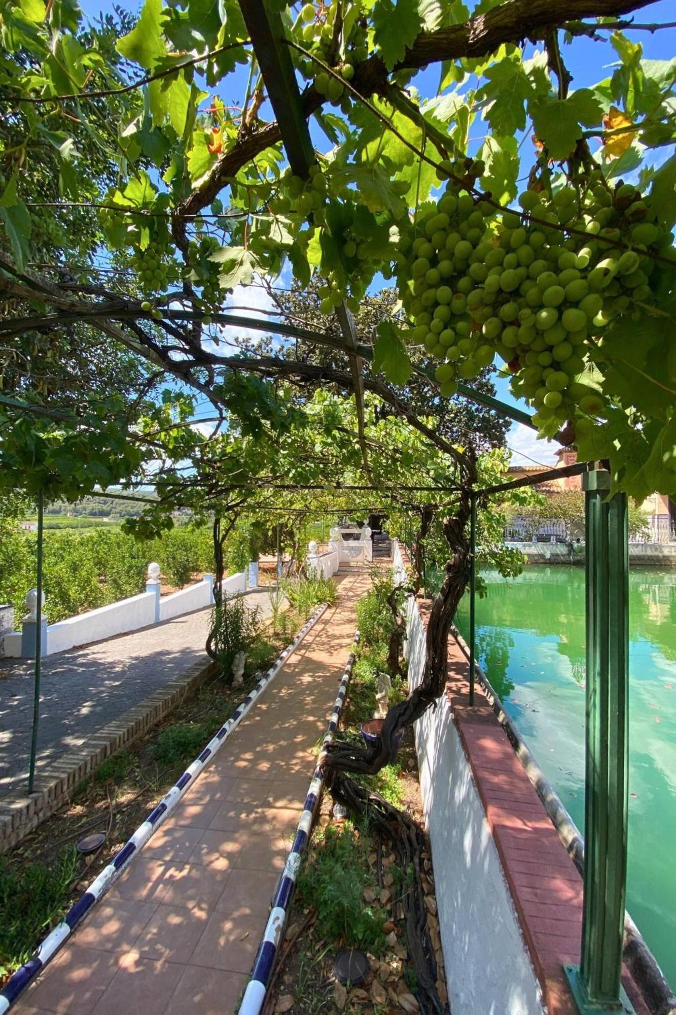 Casa Magnolia, A Rural Paradise House With Pool Alzira Esterno foto